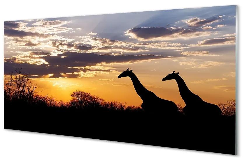 Obraz na skle Žirafy strom mraky 100x50 cm