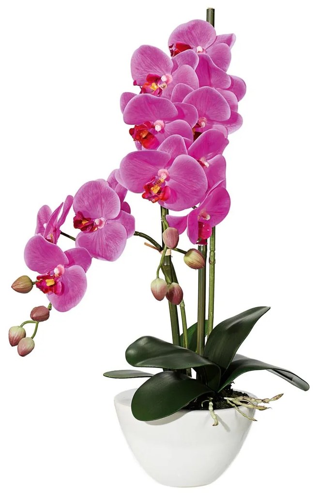 Gasper Orchidea x12, 50 cm fialová, v keramickej miske 14