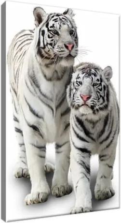 Obraz na plátne Biele tigre 20x30cm 1270A_1S