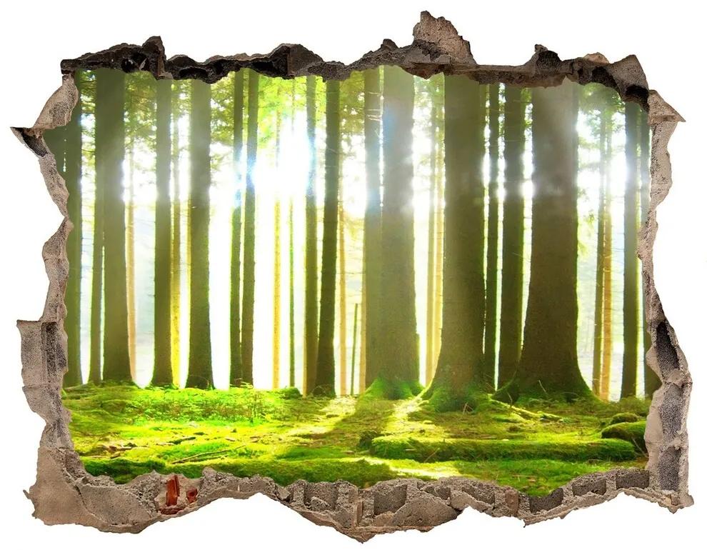 Nálepka fototapeta 3D výhled Forest na slnku nd-k-72227147