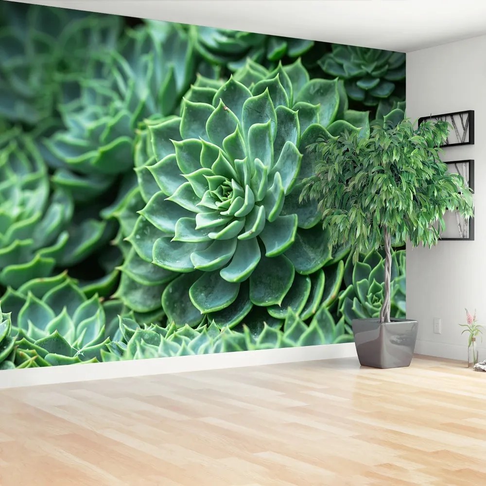 Fototapeta Vliesová Zelený kaktus 104x70 cm