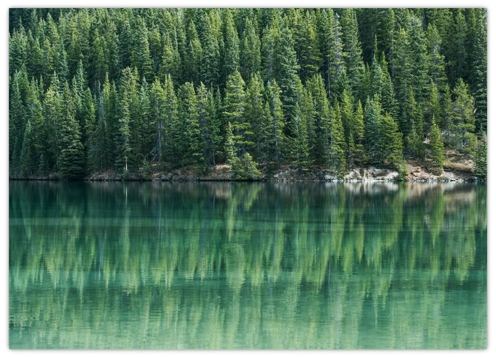 Sklenený obraz - Ihličnany pri jazere (70x50 cm)