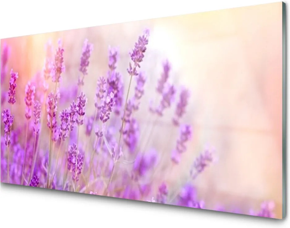 Skleněný obraz Levanduľovej Pole Slnko Kvety