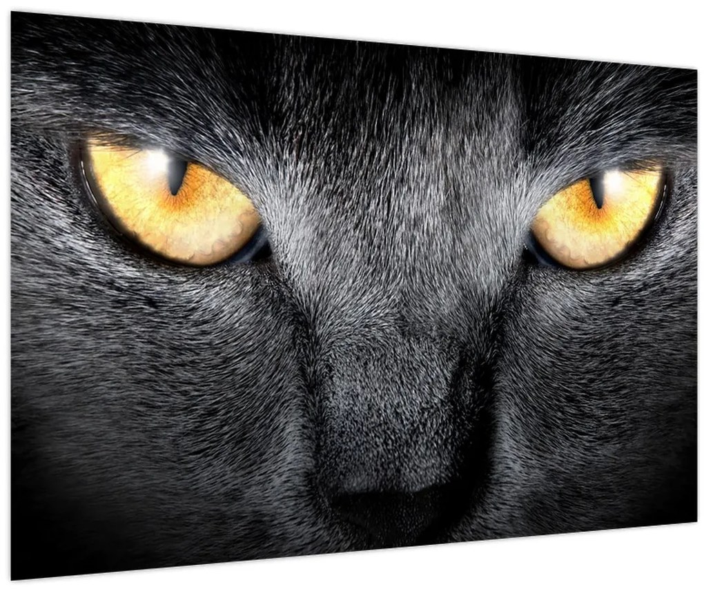 Obraz - Blízky portrét mačky (90x60 cm)