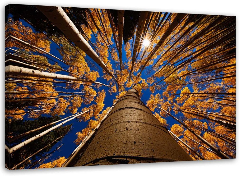 Gario Obraz na plátne Koruny stromov Rozmery: 60 x 40 cm