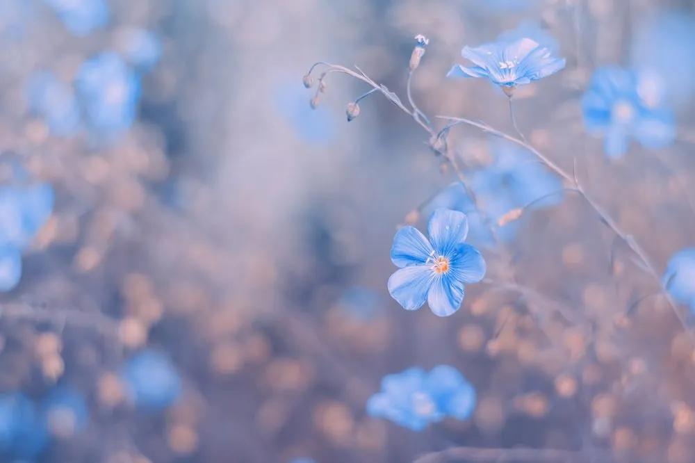 Samolepiaca fototapeta modré kvety na vintage pozadí - 150x100