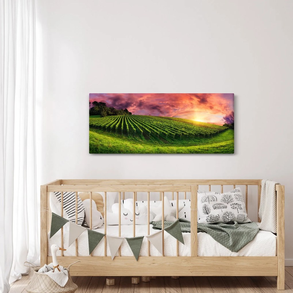 Obraz vinice s farebným nebom (120x50 cm)