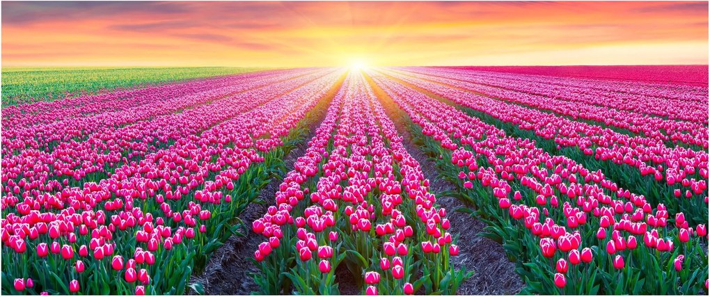 Obraz poľa tulipánov so slnkom (120x50 cm)