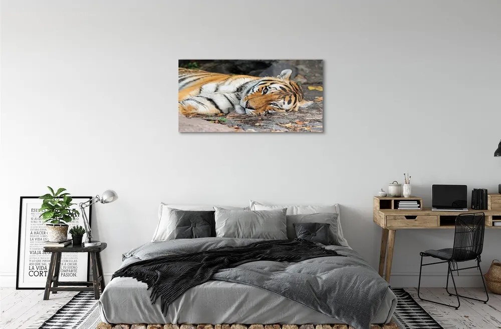 Sklenený obraz ležiace tiger 100x50 cm