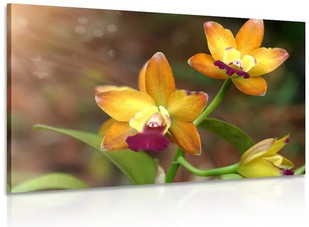 Obraz oranžová orchidea