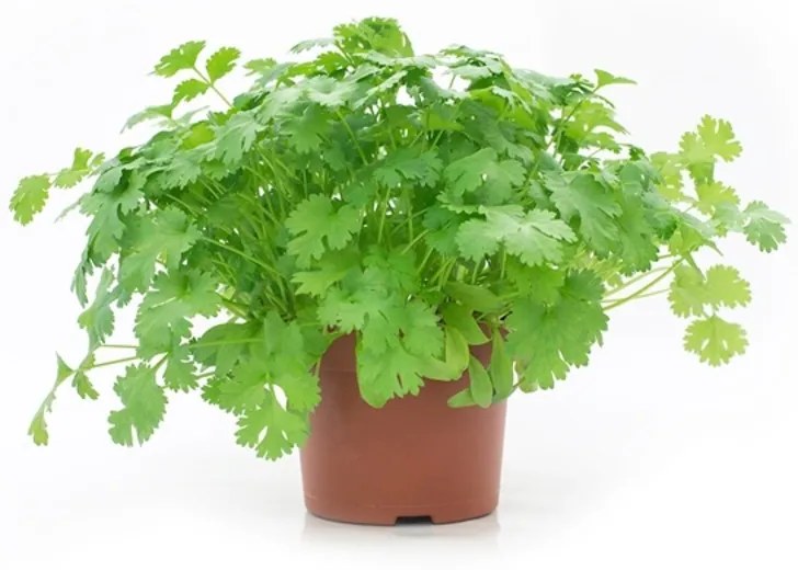 Coriander bio garden 10,5x15 cm