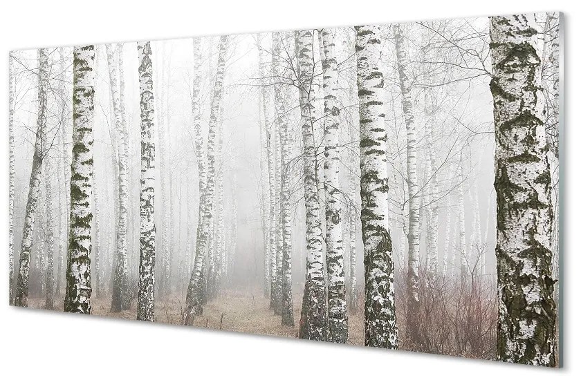 Sklenený obraz hmla breza 120x60 cm