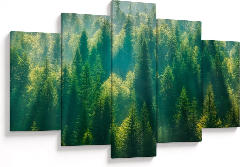 Obraz - Borovicový les (150x105 cm)
