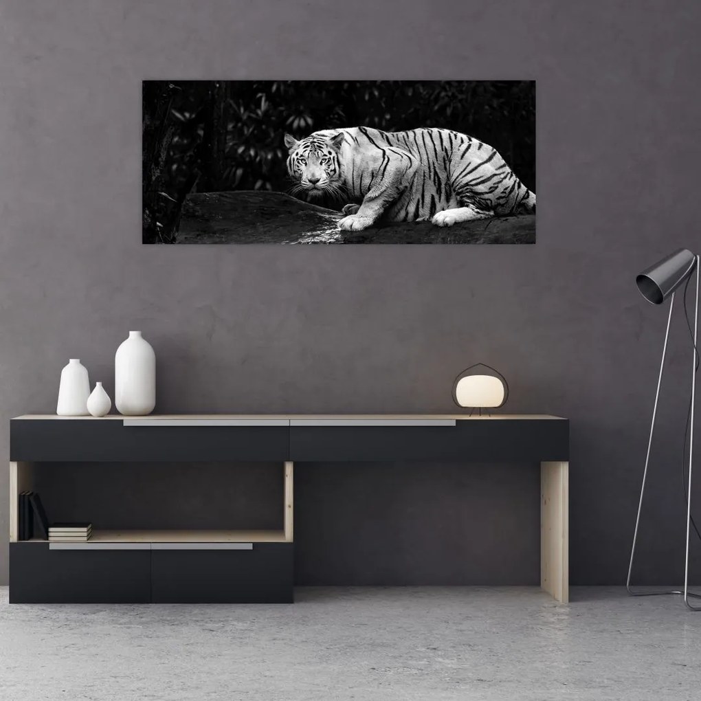 Obraz - Tiger albín, čiernobiely (120x50 cm)