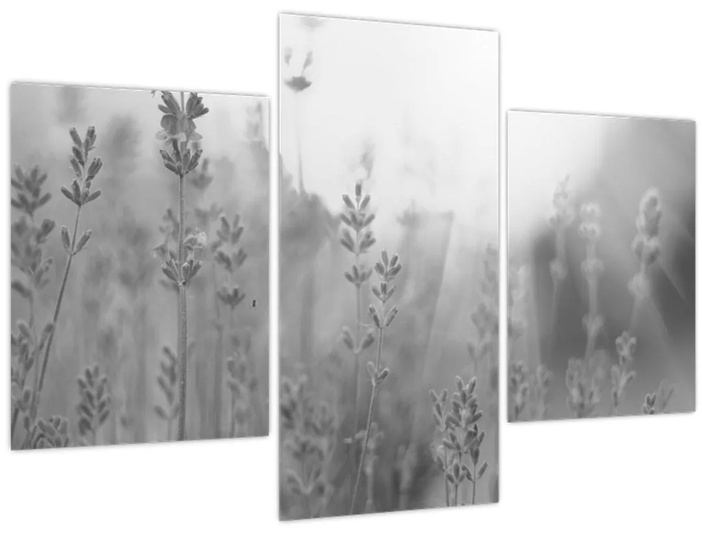 Obraz - Levanduľa (90x60 cm)