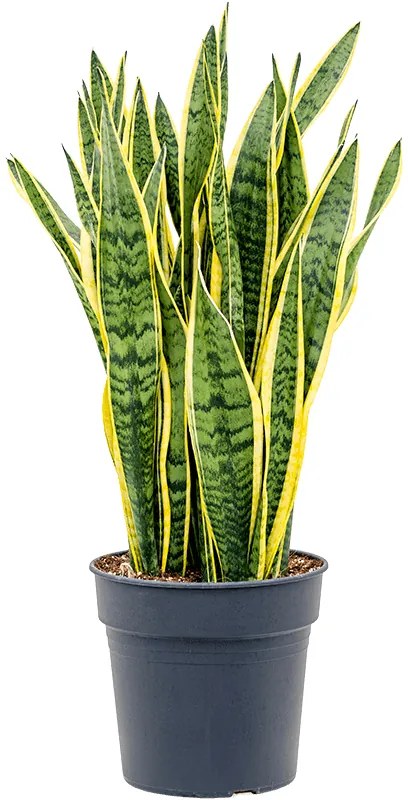 Sansevieria laurentii Tuft Pots.27x90 cm