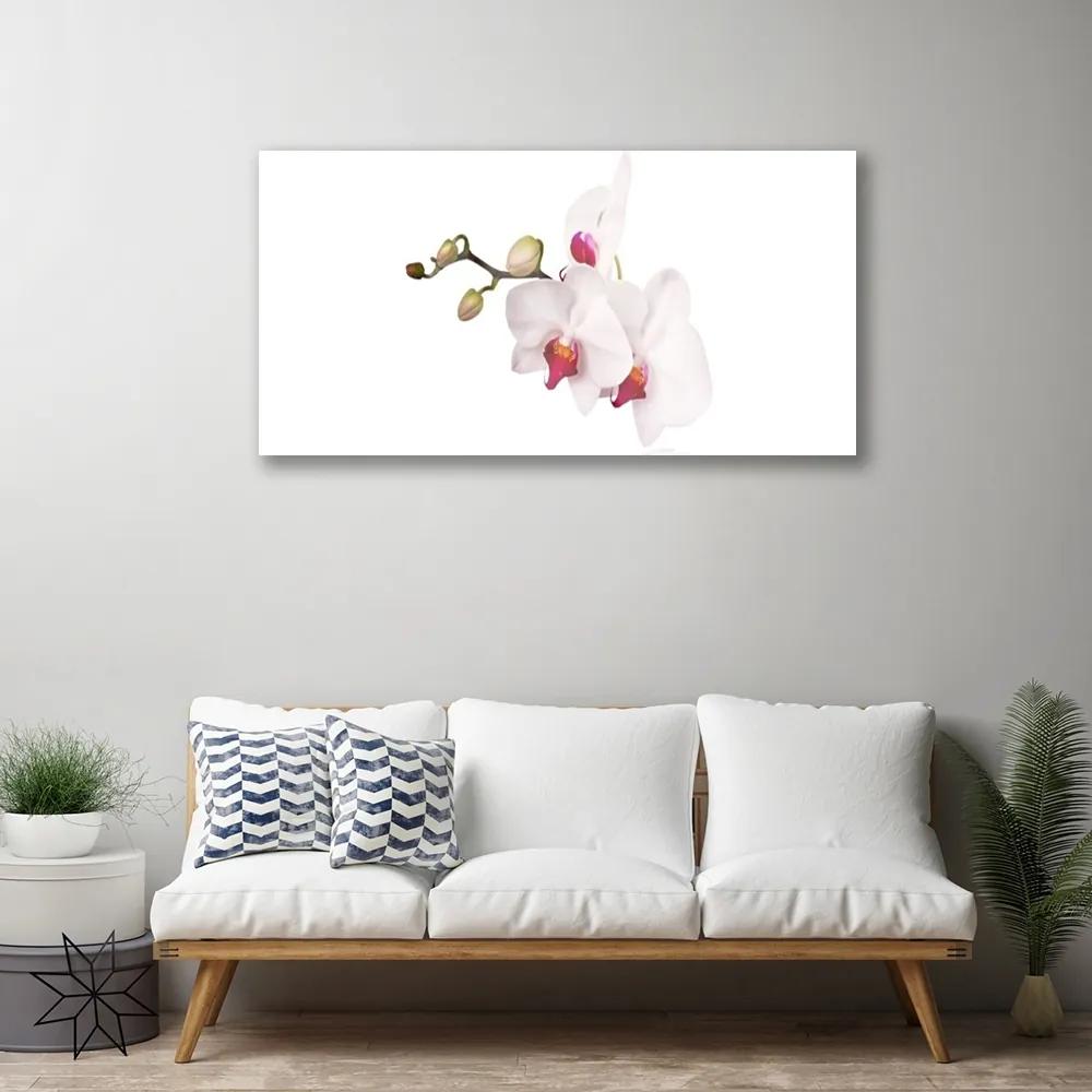 Obraz plexi Kvety príroda orchidea 100x50 cm