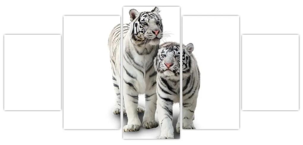 Tiger biely - obraz