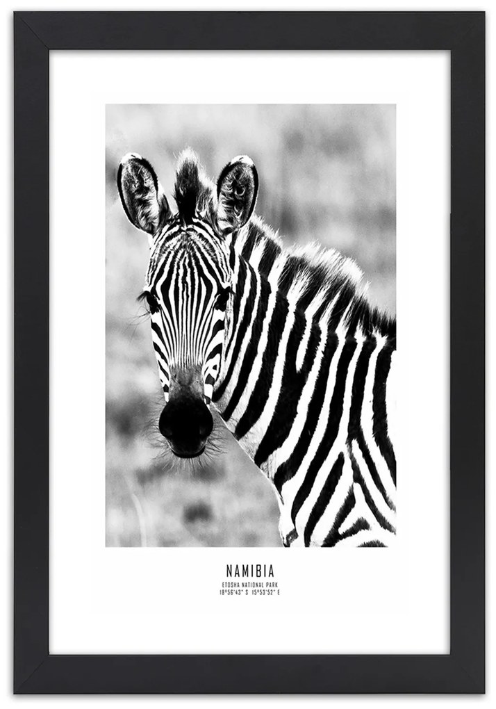 Gario Plagát Zvedavá zebra Farba rámu: Bez rámu, Rozmery: 30 x 45 cm