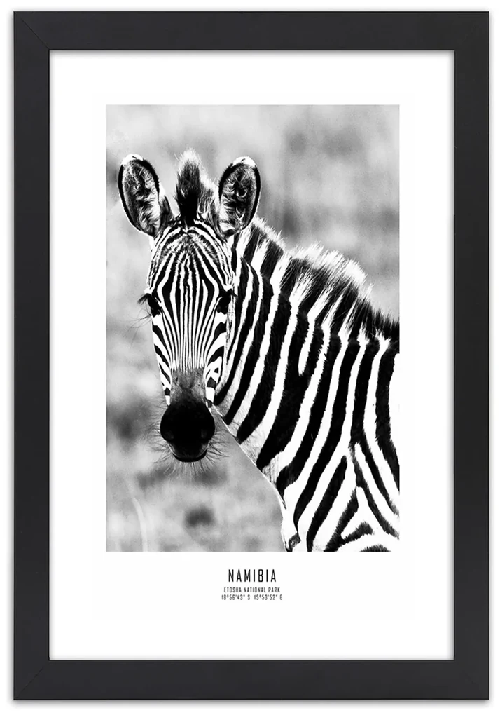 Gario Plagát Zvedavá zebra Farba rámu: Bez rámu, Rozmery: 20 x 30 cm