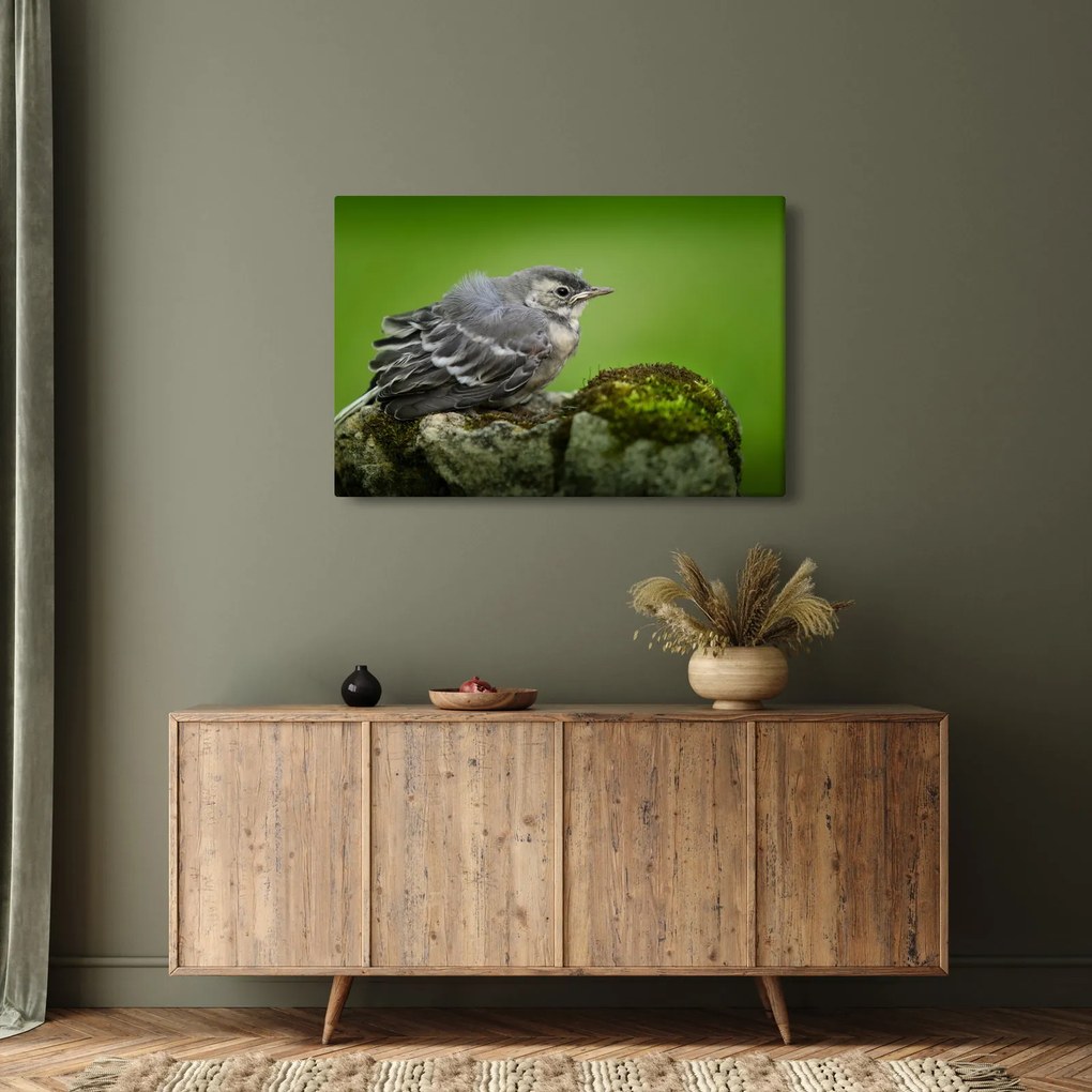 Obraz - Muchárik (90x60 cm)