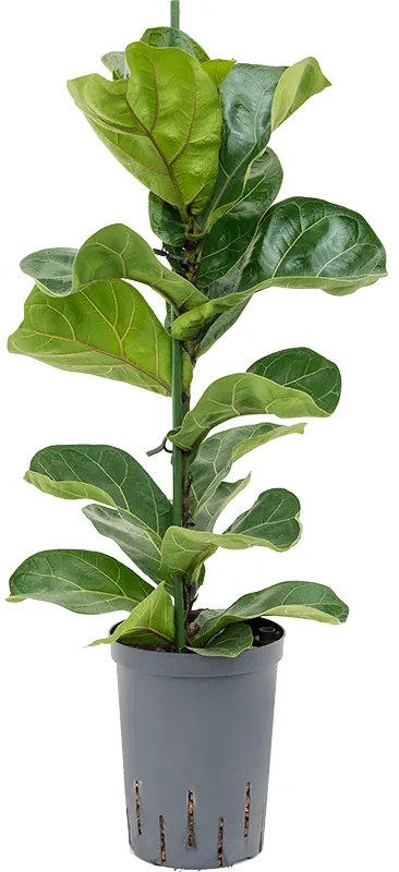 Ficus lyrata bambino pots 15/19 v. 70 cm