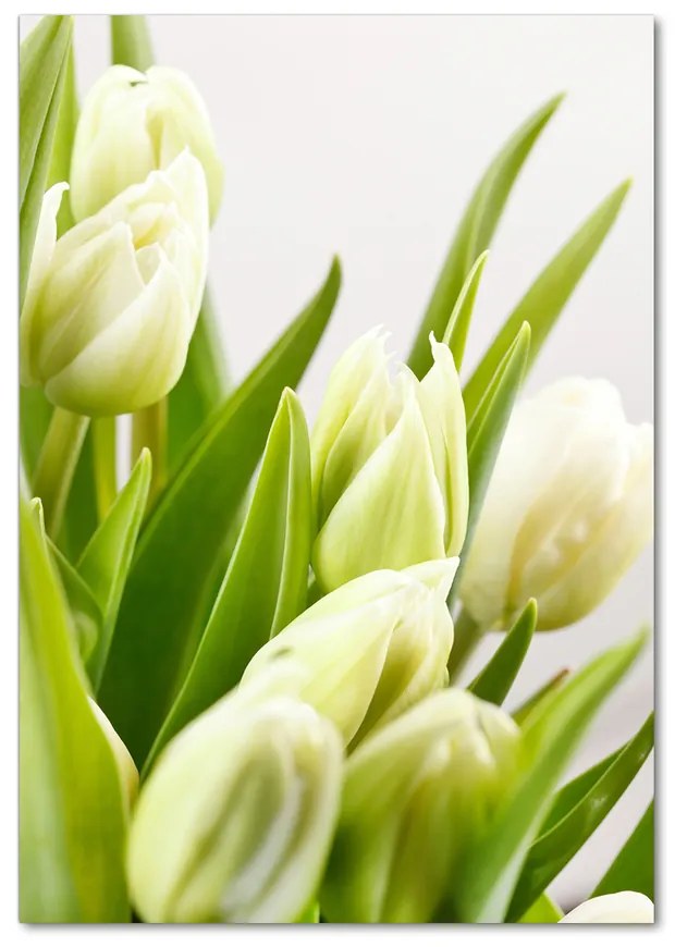 Foto obraz akryl do obývačky Biele tulipány pl-oa-70x100-f-48191283