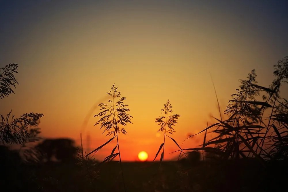 Samolepiaca fototapeta steblá trávy pri západe slnka - 150x100