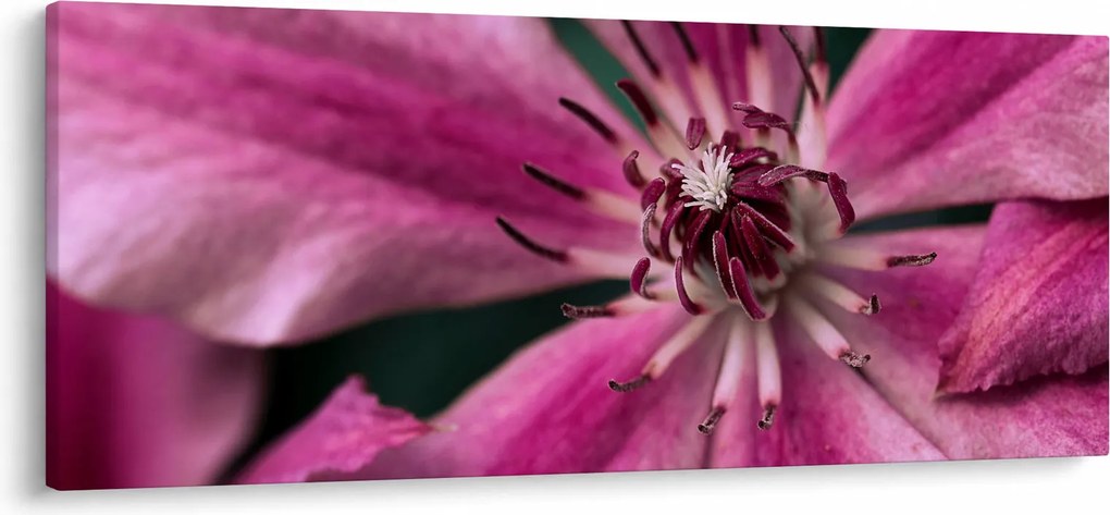 Obraz ružového kvetu plamienku (120x50 cm)