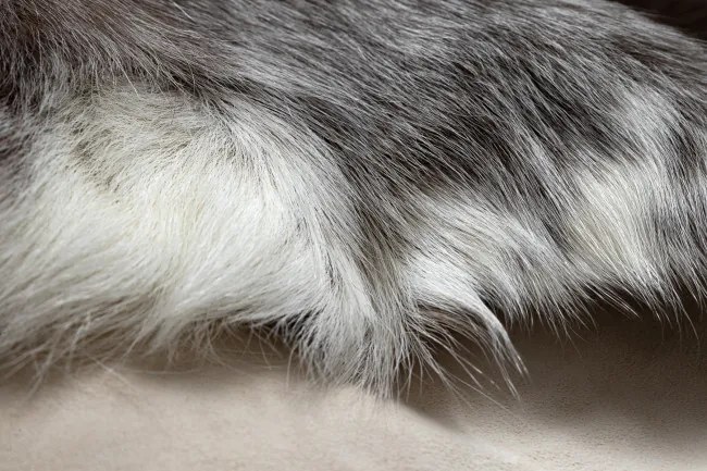 Koberec RENIFER POK014 hnedý / sivý