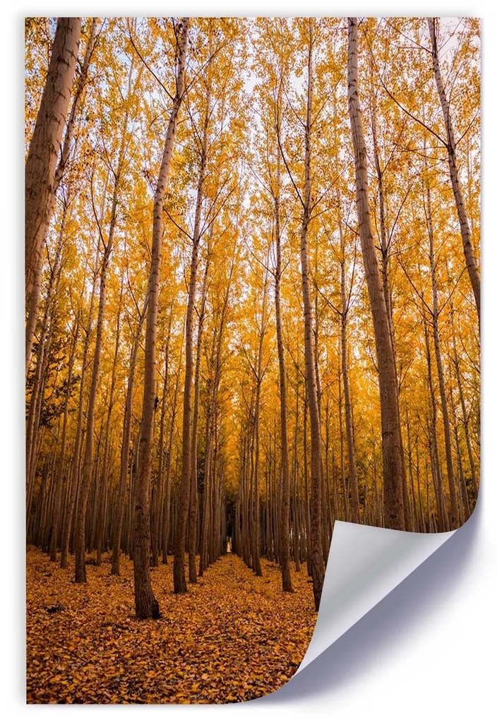 Gario Plagát Zlatý les na jeseň Farba rámu: Čierna, Rozmery: 20 x 30 cm