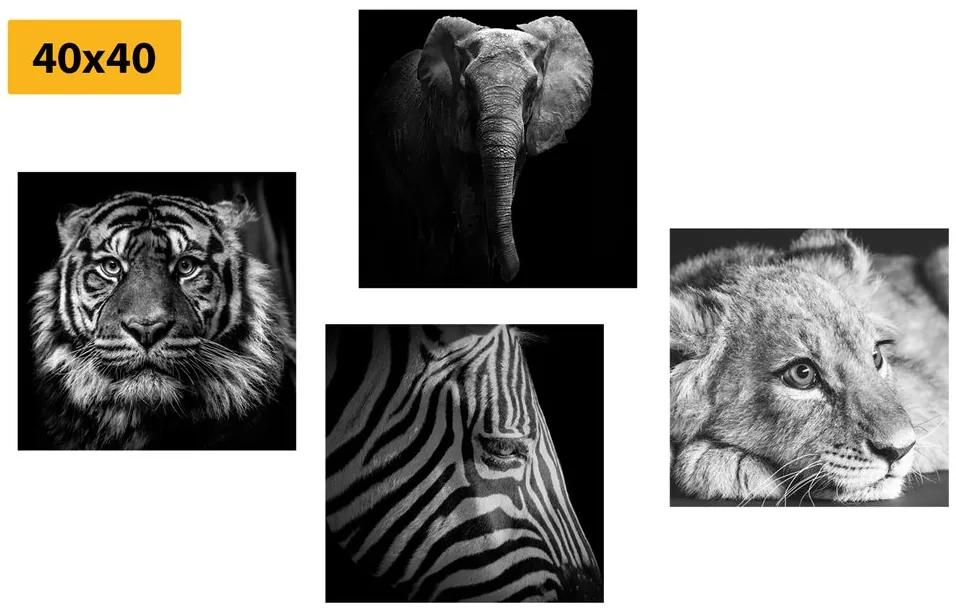 Set obrazov čiernobiele exotické zvieratá