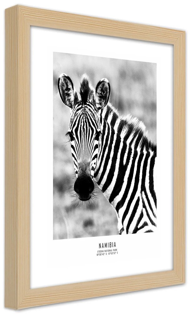 Gario Plagát Zvedavá zebra Farba rámu: Bez rámu, Rozmery: 30 x 45 cm