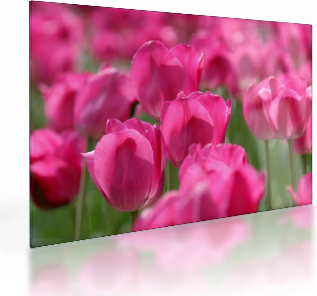 Sklenený obraz - Ružové tulipány (70x50 cm)