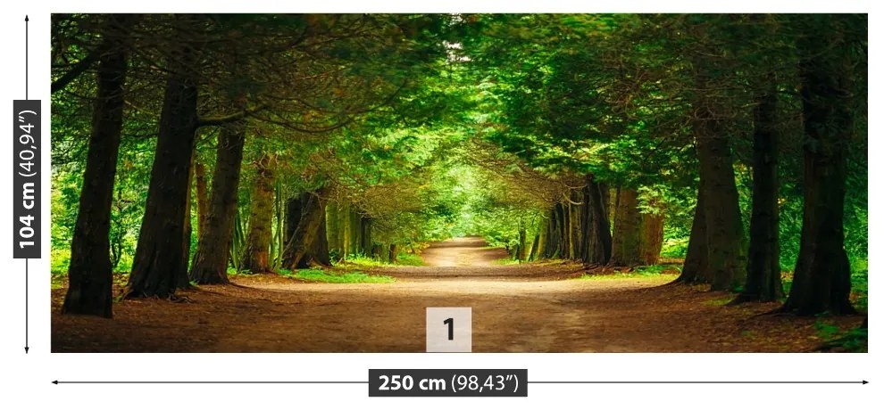 Fototapeta Vliesová Chodník stromy 208x146 cm