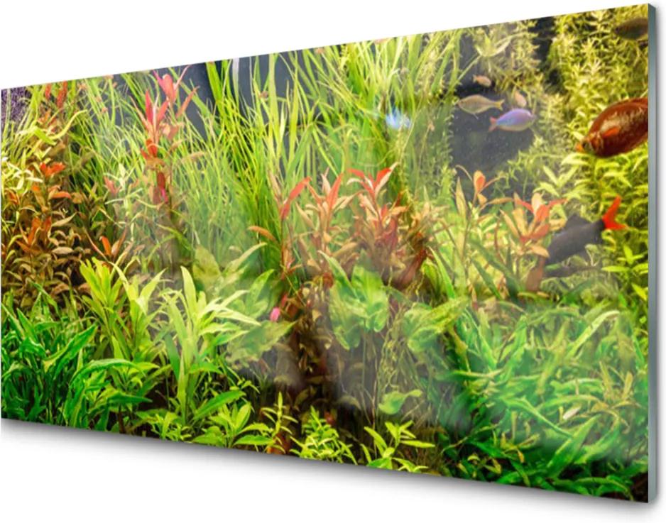 Skleněný obraz Akvárium Rybičky Rastliny