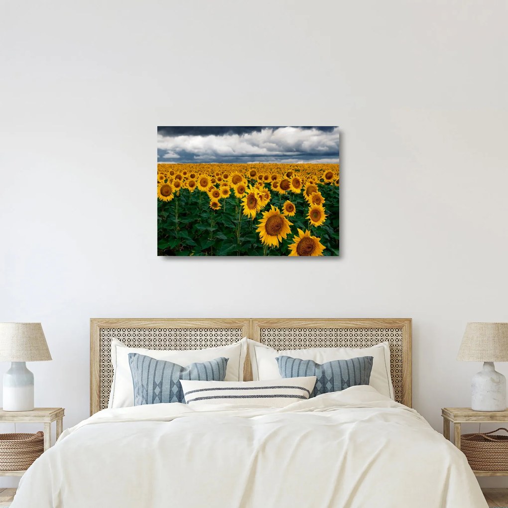 Sklenený obraz slnečnicového poľa (70x50 cm)