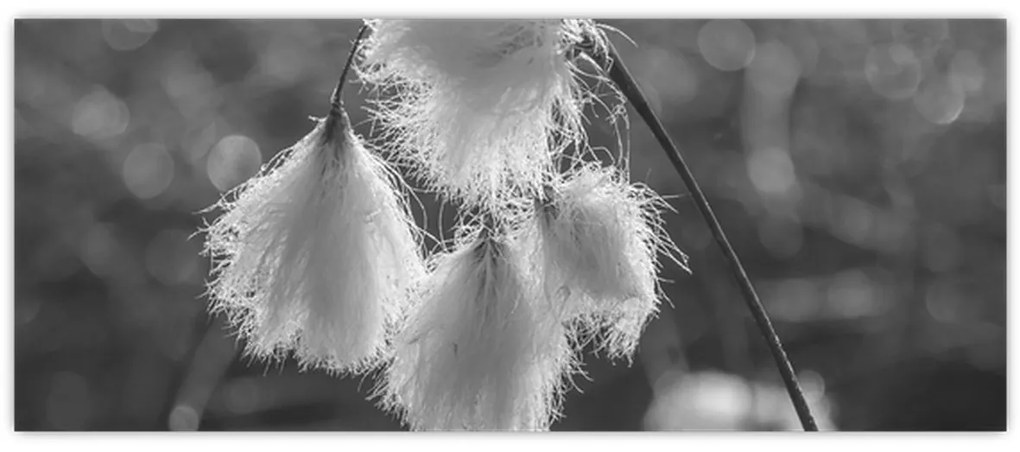 Obraz - Cottongrass (120x50 cm)