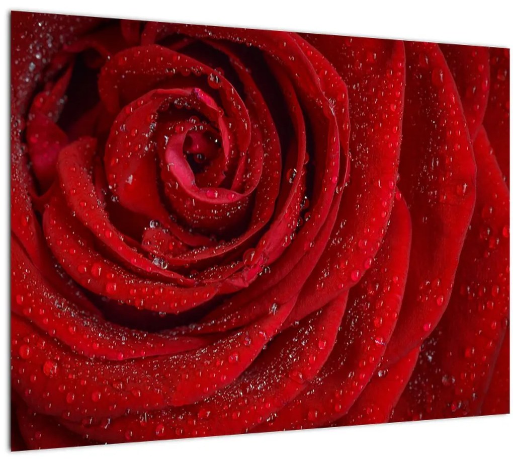 Sklenený obraz - detail ruže (70x50 cm)