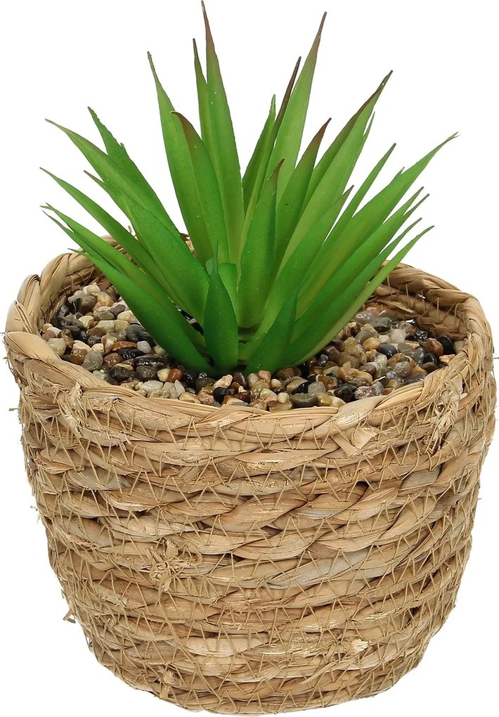 Dekorácie Aloe 20cm
