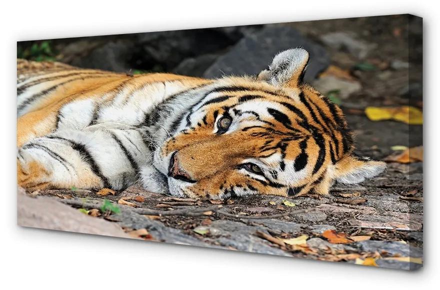 Obraz na plátne ležiace tiger 125x50 cm