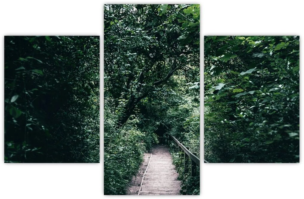 Obraz - Cesta lesom (90x60 cm)
