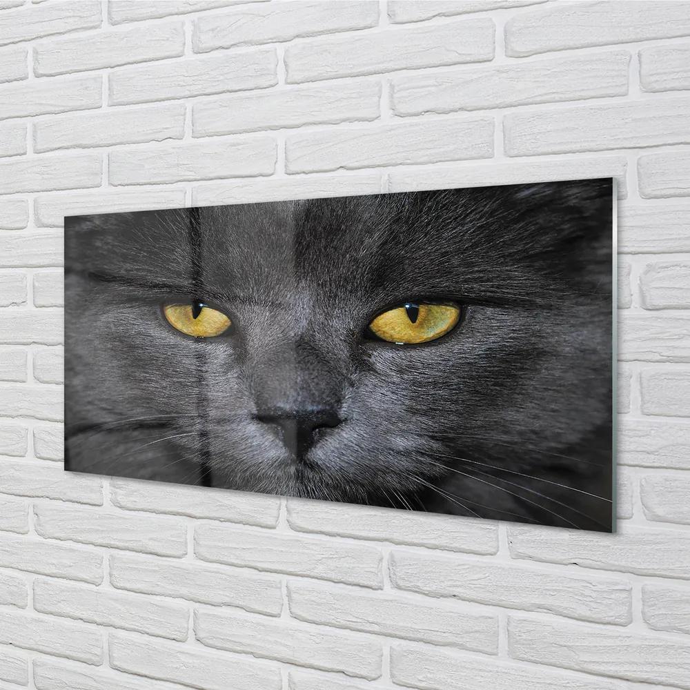 Obraz na akrylátovom skle Čierna mačka 140x70 cm