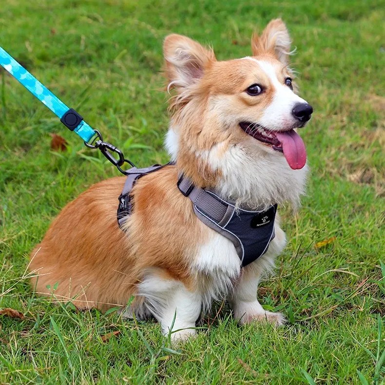 Postroj pre psov Astro M tmavomodrý