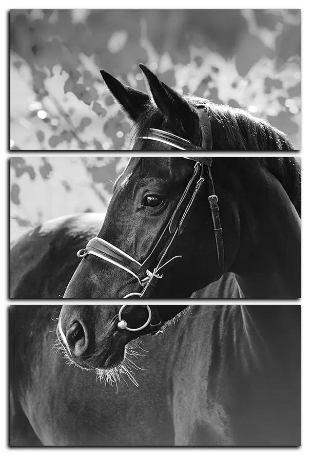 Obraz na plátne - Čierny kôň - obdĺžnik 7220QB (90x60 cm  )