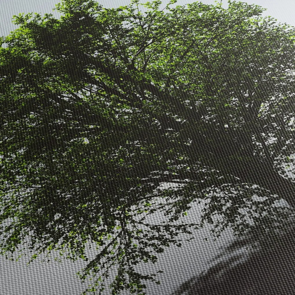 Obraz - Osamotený strom (120x50 cm)