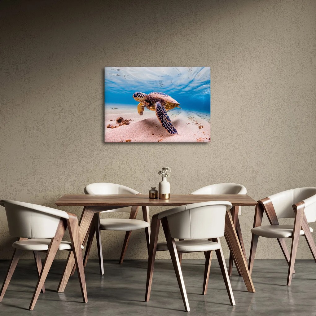 Obraz korytnačky v oceáne (70x50 cm)