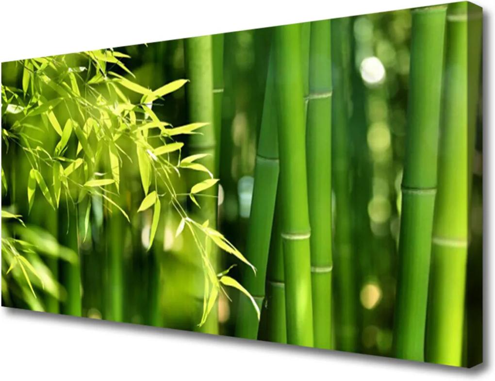 Obraz Canvas Bambus Listy Rastlina