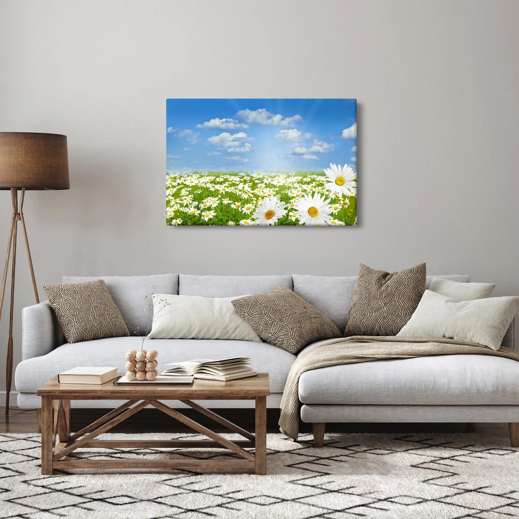Obraz rozkvitnutej lúky s margarétkami (90x60 cm)