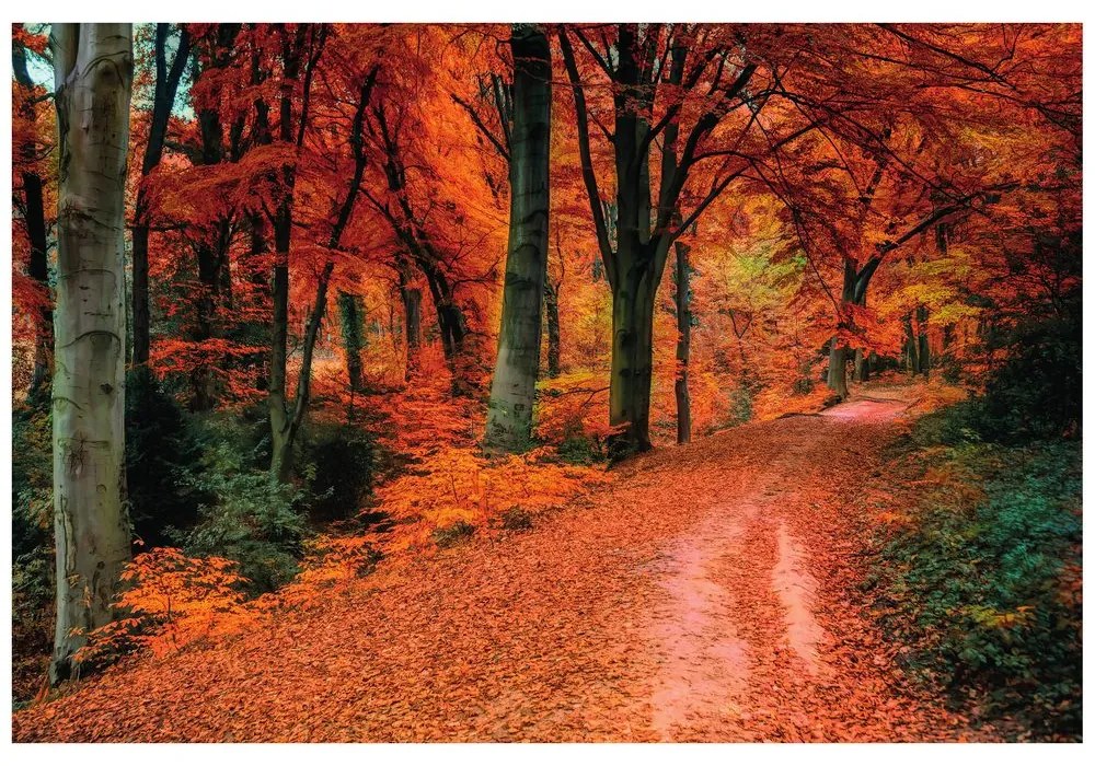 Fototapeta les v jesennom období